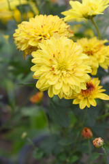 Beautiful Yellow chrysanthemum flowers closeup in the winter garden, Closeup of Chrysanthemum flower, Field of the Yellow Chrysanthemum, Beautiful Yellow flower blooming in nature.