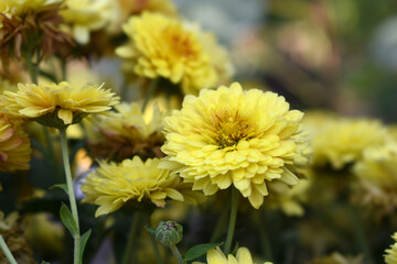 Beautiful Yellow chrysanthemum flowers closeup in the winter garden, Closeup of Chrysanthemum flower, Field of the Yellow Chrysanthemum, Beautiful Yellow flower blooming in nature.