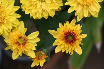 Beautiful Yellow red chrysanthemum flowers closeup in the winter garden, Closeup of Chrysanthemum flower, Field of the Yellow red Chrysanthemum, Beautiful Yellow red flower blooming in nature.