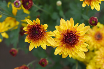 Beautiful Yellow red chrysanthemum flowers closeup in the winter garden, Closeup of Chrysanthemum flower, Field of the Yellow red Chrysanthemum, Beautiful Yellow red flower blooming in nature.