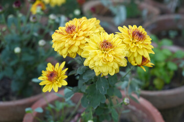 Beautiful Yellow red chrysanthemum flowers closeup in the winter garden, Closeup of Chrysanthemum flower, Field of the Yellow red Chrysanthemum, Beautiful Yellow red flower blooming in nature.