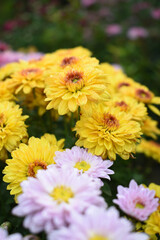 Beautiful Yellow red chrysanthemum flowers closeup in the winter garden, Closeup of Chrysanthemum flower, Field of the Yellow red Chrysanthemum, Beautiful Yellow red flower blooming in nature.