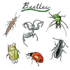Collection of 6 hand drawn beetles with no background. 