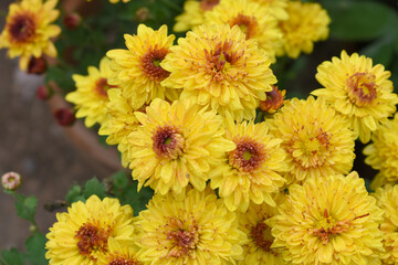 Beautiful Yellow red chrysanthemum flowers closeup in the winter garden, Closeup of Chrysanthemum flower, Field of the Yellow red Chrysanthemum, Beautiful Yellow red flower blooming in nature.