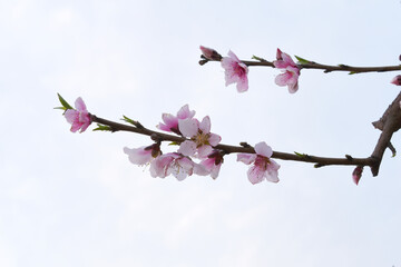 Beautiful Pink Peach Blossoms in a Garden, Pink Peach Flowers Blooming on Peach Tree, Beautiful peach flowers close up - as background, Flowering branch of fruit flower closeup