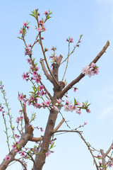 Beautiful Pink Peach Blossoms in a Garden, Pink Peach Flowers Blooming on Peach Tree, Beautiful peach flowers close up - as background, Flowering branch of fruit flower closeup