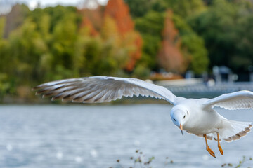 水辺を飛ぶユリカモメ