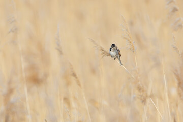A Reed Bunting (Emberiza schoeniclus) in the reeds. The small bird with its distinctive black cap...