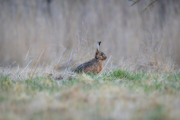 A European Brown Hare (Lepus europaeus) running across the meadow. The agile mammal sprints through...