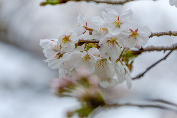 満開の桜のクローズアップ