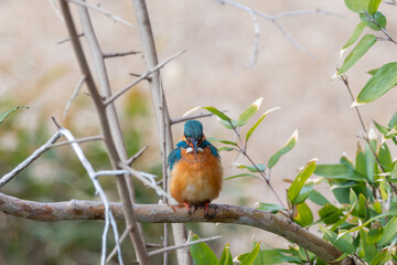 木の枝にとまるカワセミの正面姿