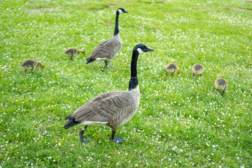 Goslings Canada goose, Brant canadian on green meadow with parents, Family waterfowl in natural...