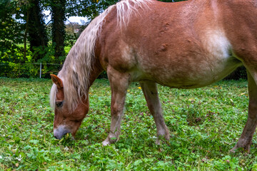 Beautiful Haflinger brown horse with white spots. Close-up, focus on horse's head and mane. Perfect...