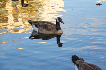 Canadian geese swimming peacefully in pond, bathed, migrating geese, water habitat, animal life, calm waters, nature scene, wildlife in sunlight