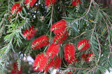 A tall callistemon tree blooms in a city park