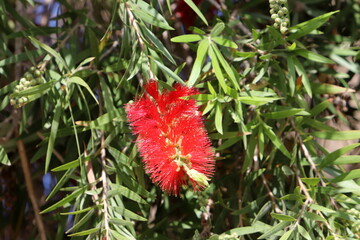 A tall callistemon tree blooms in a city park
