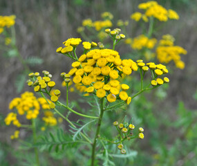 Tansy ordinary (Tanacetum vulgare) blooms in the wild