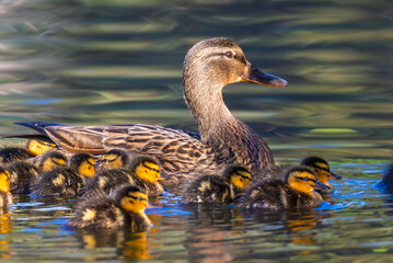 mallard duckling on the surface of a pond in the morning light