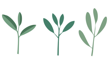 Botanical illustration of green leaves and stems for nature themed design and decoration elements art vector