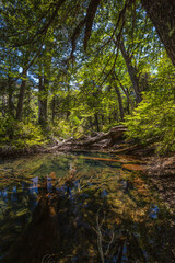 Fototapeta premium Evergreen beech forest near foot of Andes mountains, Patagonia, Argentina, South America, chile