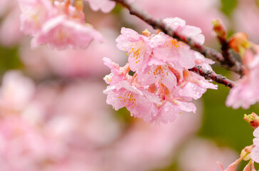 河津桜と雨粒の春景色
