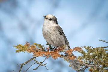 Canada jay perched on a spruce branch.