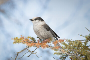 Canada jay perched on partly dry spruce branch.