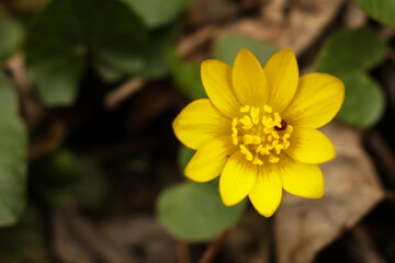 yellow flower of Ficaria verna, commonly known as lesser celandine or pilewort in the garden 