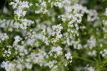 Galium grows in nature