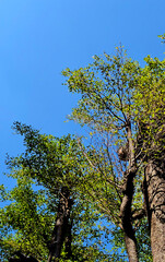 Lush Green Tree Canopy Against a Bright Blue Sky in Nature Landscape
