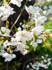 満開の桜の花