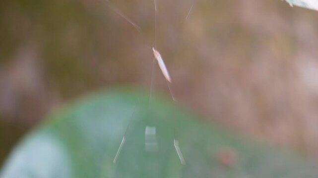 A crane fly is on the edge of a green leaf in close up with a blurry background