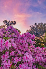 Obraz premium Azalea flowers at sunset