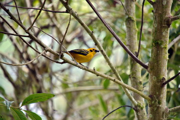 Golden tanager (Tangara arthus) perched in a tree at the Riolindo Coffee Lodge, in the Intag Valley, Cuellaje, Ecuador