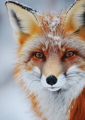 Obraz premium Close-up of a red fox with snow-dusted fur.
