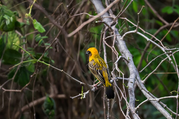 The yellow bird on Build nest from dry stick hay in nature