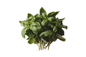 A Vibrant Bunch of Freshly Harvested Sweet Basil isolated on transparent background, cutout
