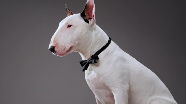 A Bull Terrier wears a formal black outfit and holds a cigar while posing against a gray background. The dramatic and refined setup highlights the dog bold and professional demeanor.