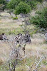 Obraz premium African zebras walks among green trees and bushes in savannah. Safari in Kruger National Park, South Africa. Animals wildlife background, wild nature. Burchells Zebra, Equus burchelli 