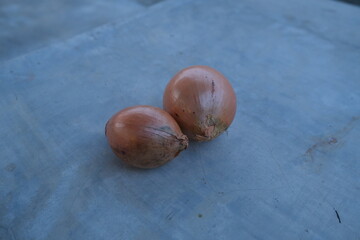 Obraz premium photo of fresh shallots from the garden