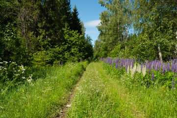 Fototapeta premium Clearing in forest, dirt road between the birch trees, blooming lupines along the road, sunny day
