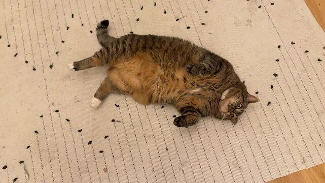a big fat brown cat lying on its back on a white carpet