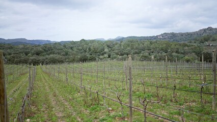 Lush vineyard stretches across green landscape with blurred trees in the background, showcasing mediterranean nature under overcast sky.
