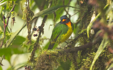 Orangebrustkotinga, orange-breasted fruiteater  (Pipreola jucunda)