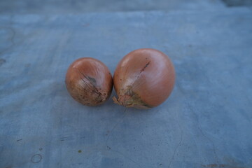 Obraz premium photo of fresh shallots from the garden