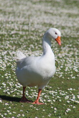 oie blanche 