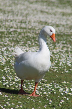 oie blanche 