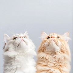 Curious cats observing their surroundings at home animal photography cozy indoor setting upward view feline behavior
