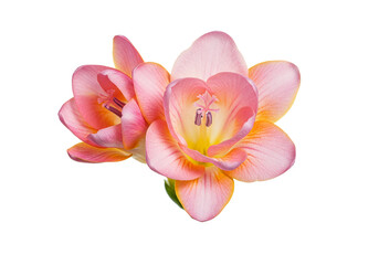 Naklejka premium Pink freesia flower, isolated on white