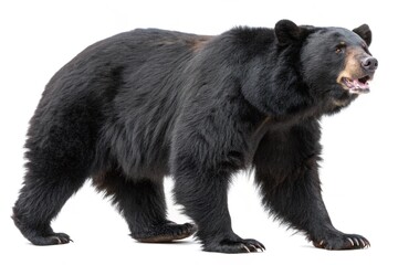 asiatic black bear isolated on white background